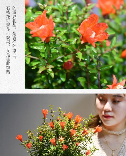 哪些植物可以盆栽？盆栽植物的选择和养护技巧？