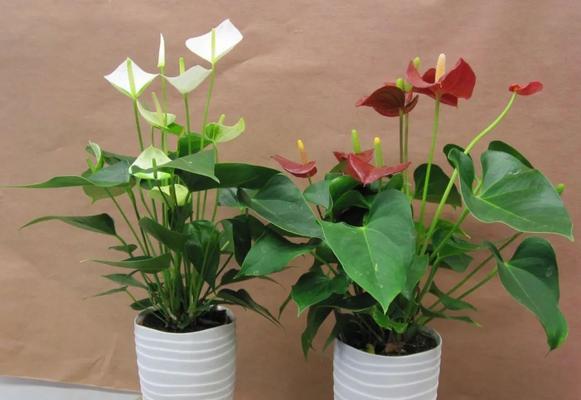 哪些植物可以盆栽？盆栽植物的选择和养护技巧？