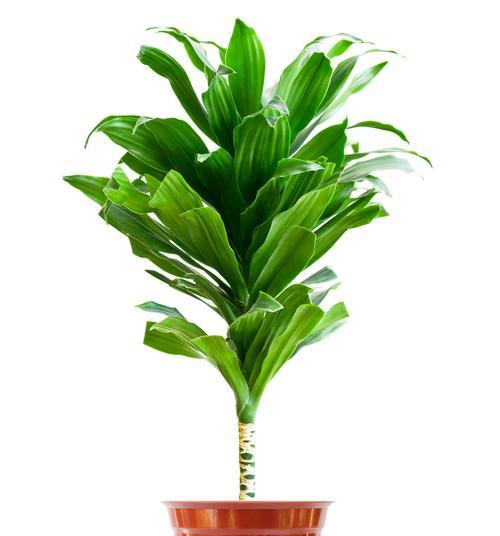 哪些植物可以盆栽？盆栽植物的选择和养护技巧？