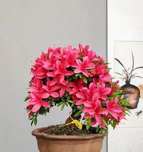 杜鹃花什么样？杜鹃花的品种和养护要点有哪些？