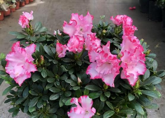 杜鹃花什么样？杜鹃花的品种和养护要点有哪些？