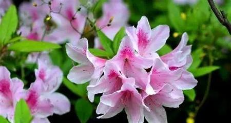 杜鹃花什么样？杜鹃花的品种和养护要点有哪些？