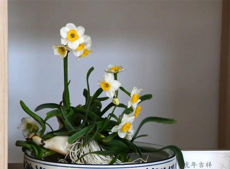 水仙雕刻艺术：如何雕刻出美丽的水仙花？