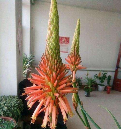 冬天芦荟如何养护？需要注意什么？