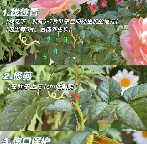 藤本月季的养护技巧和常见问题？