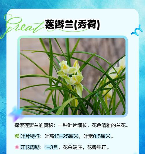 细叶春兰的养殖技巧有哪些？