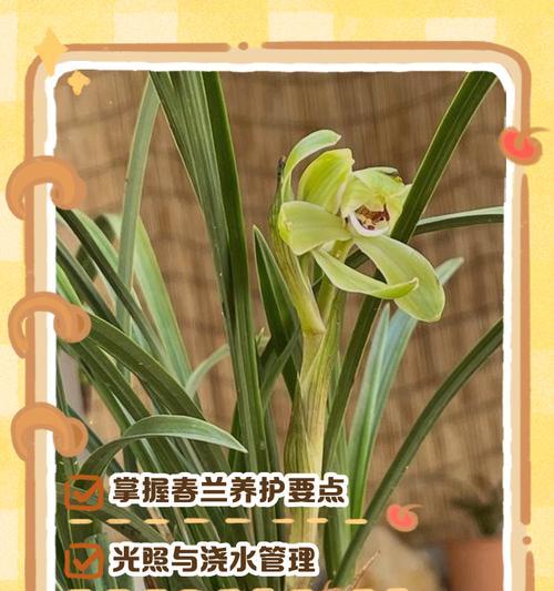 细叶春兰的养殖技巧有哪些？