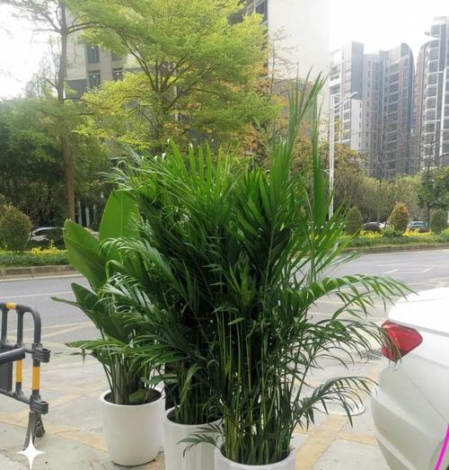 散尾葵种植应选择哪种花盆？