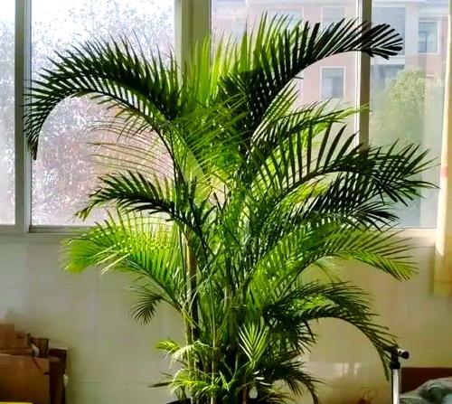 散尾葵种植应选择哪种花盆？