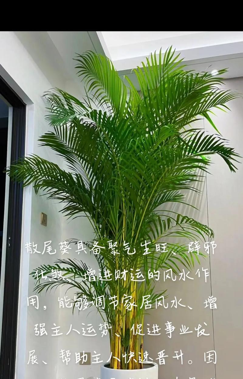 散尾葵种植应选择哪种花盆？