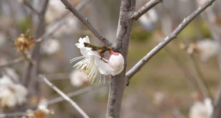 梅花哪个品种最好？如何选择最佳的梅花品种？