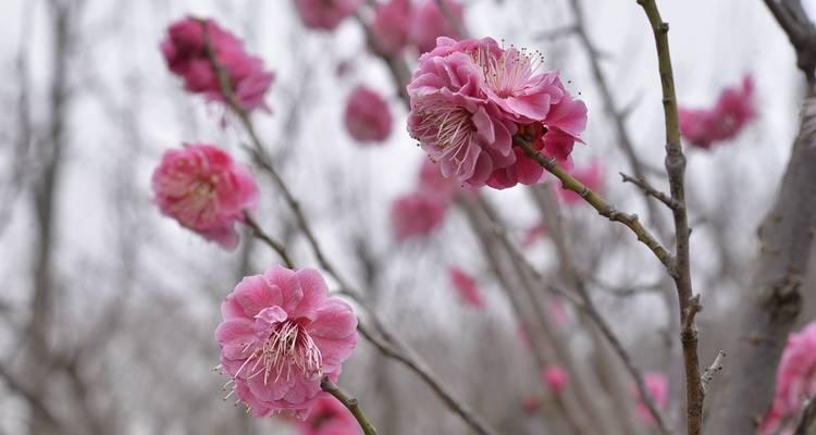 梅花哪个品种最好？如何选择最佳的梅花品种？