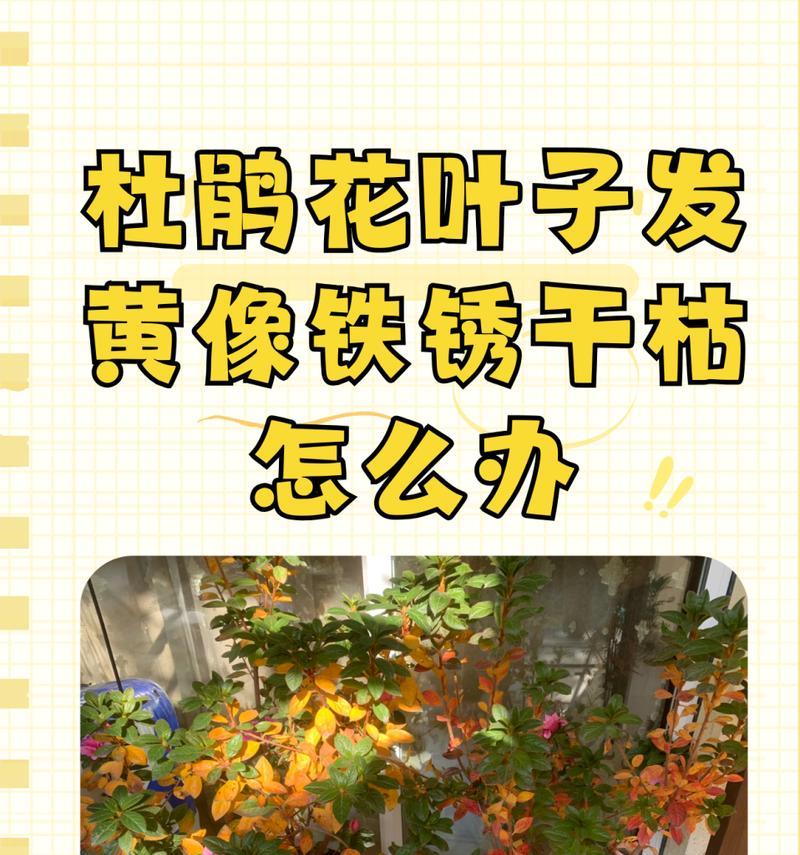 养的花叶子发黄怎么办？如何正确处理？