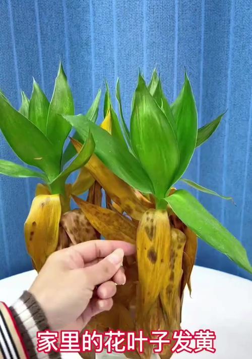 养的花叶子发黄怎么办？如何正确处理？