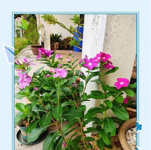 养的花叶子发黄怎么办？如何正确处理？