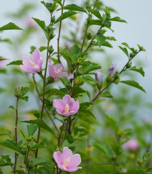 木槿花叶子萎蔫的原因及处理方法？