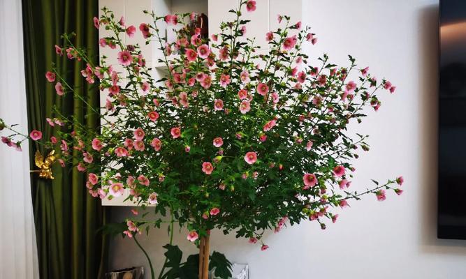 木槿花叶子萎蔫的原因及处理方法？