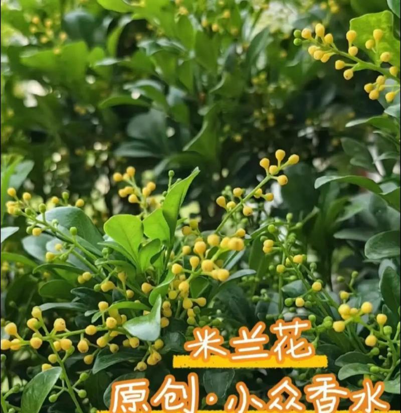 米兰花的香味如何？如何进行修剪和繁殖？