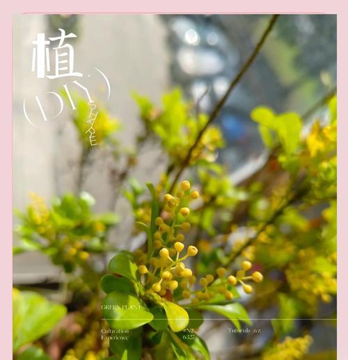 米兰花的香味如何？如何进行修剪和繁殖？
