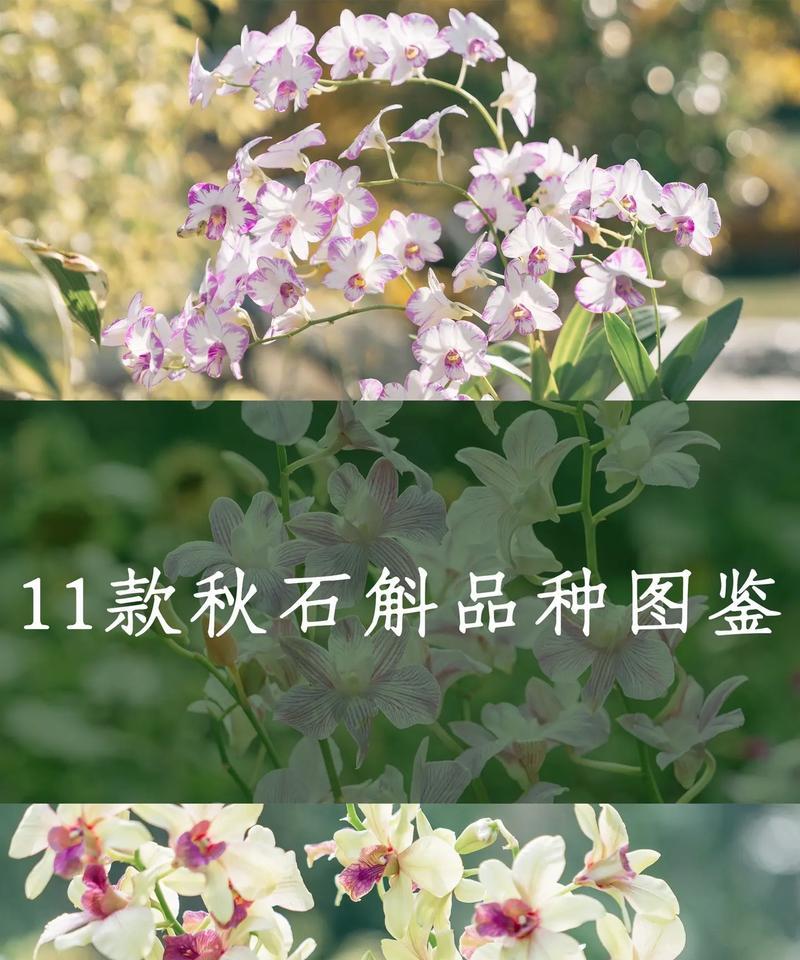 花卉的品种大全如何分类？如何选择适合的品种？