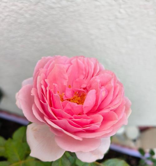 花卉的品种大全如何分类？如何选择适合的品种？