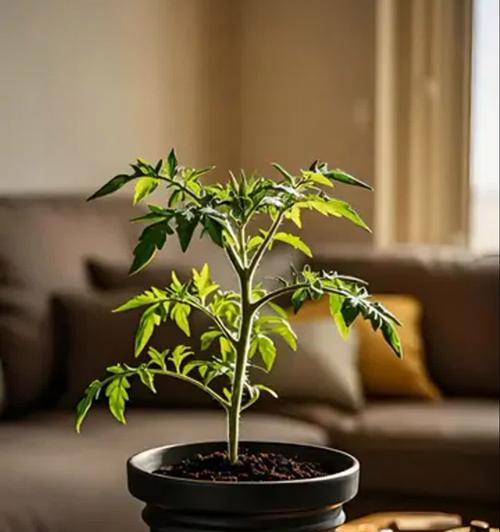盆景的栽培技巧有哪些？
