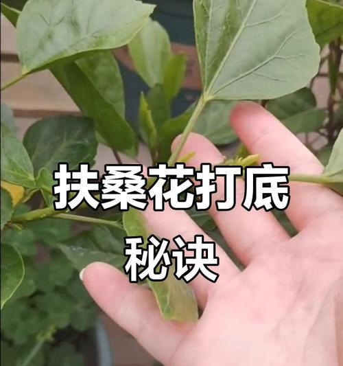 扶桑牡丹的养护方法是什么？