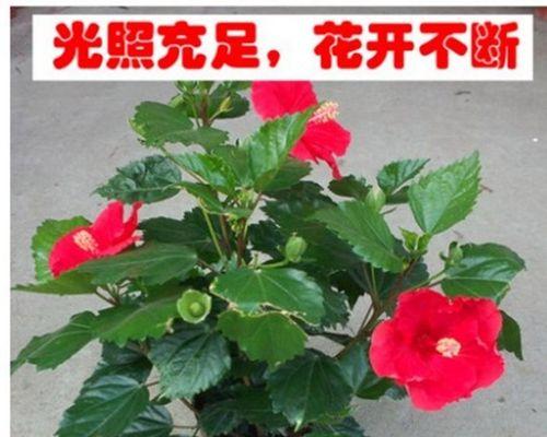 扶桑牡丹的养护方法是什么？