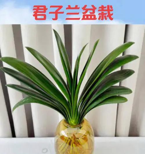 君子兰适合哪种盆栽？
