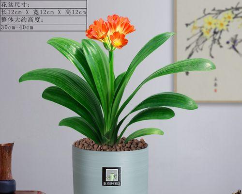 君子兰适合哪种盆栽？