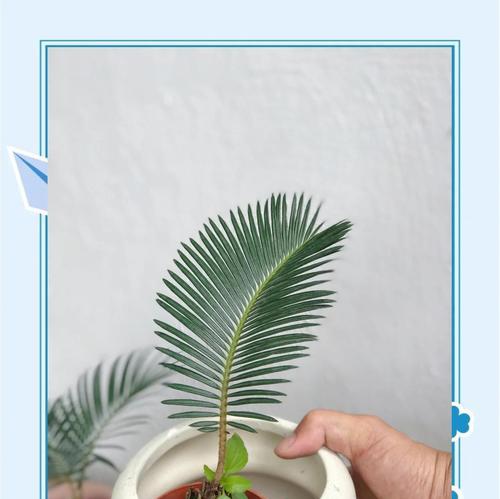 铁树的养护方法有哪些？
