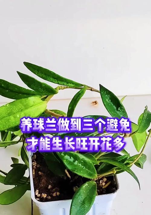 球兰种植的正确方法有哪些？