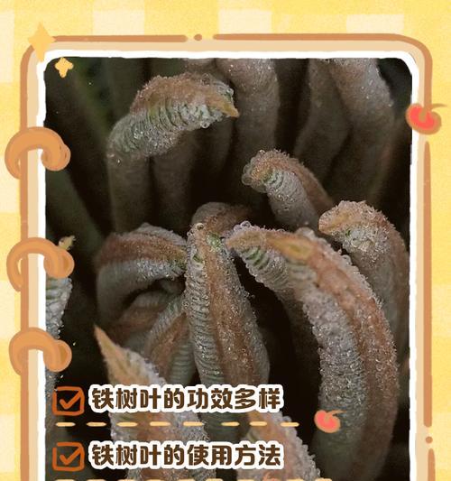 铁树繁殖的简易方法是什么？