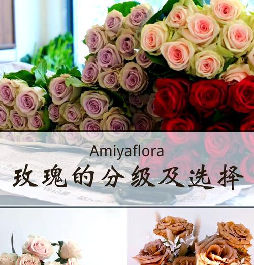 哪种品种的玫瑰最大？玫瑰品种选择的建议是什么？