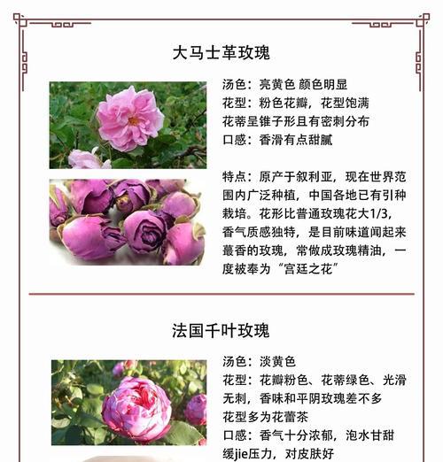 哪种品种的玫瑰最大？玫瑰品种选择的建议是什么？