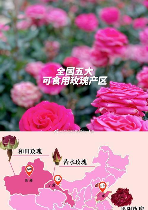 哪种品种的玫瑰最大？玫瑰品种选择的建议是什么？