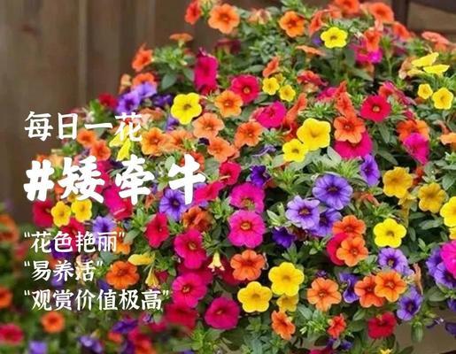 矮牵牛打顶的最佳时机是什么？打顶后如何促进分枝？
