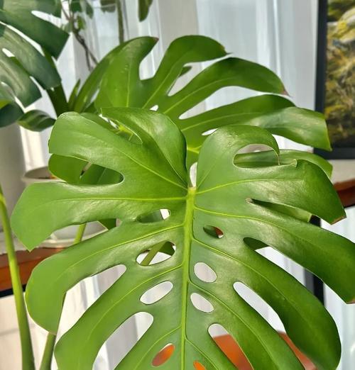 哪些植物最耐阴？耐阴植物的选择和养护要点是什么？