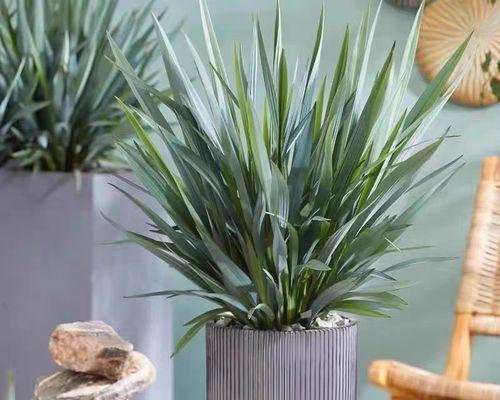 哪些植物最耐阴？耐阴植物的选择和养护要点是什么？