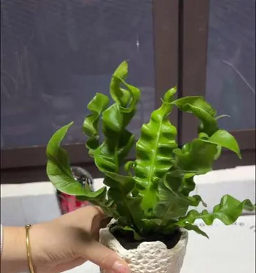哪些植物最耐阴？耐阴植物的选择和养护要点是什么？