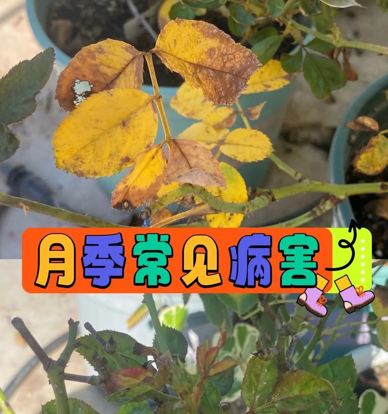 月季白粉病的治疗方法有哪些？
