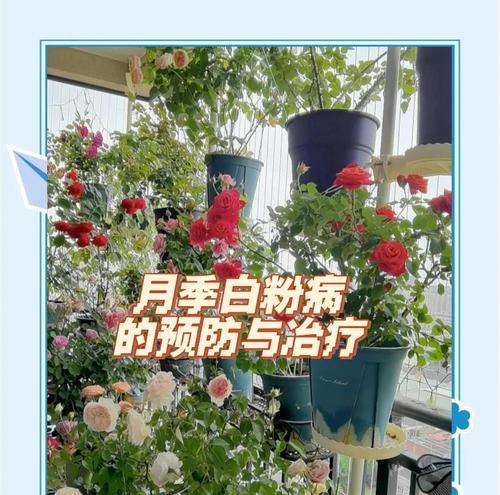 月季白粉病的治疗方法有哪些？