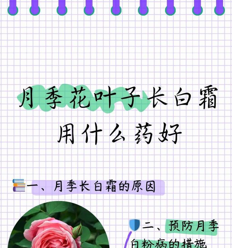 月季白粉病的治疗方法有哪些？