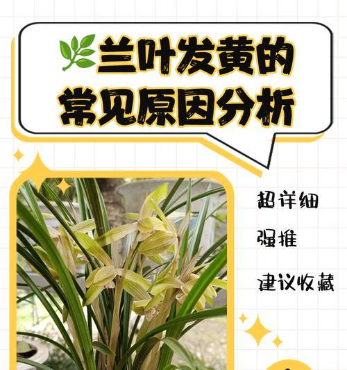 兰花叶子干枯的原因？如何预防和处理？
