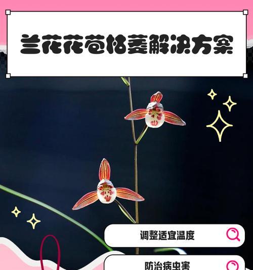 兰花叶子干枯的原因？如何预防和处理？