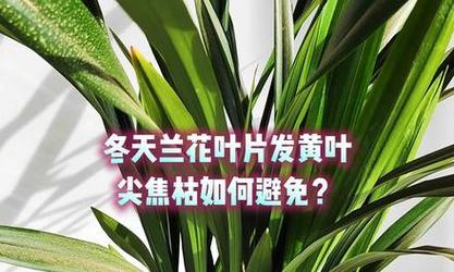 兰花叶子干枯的原因？如何预防和处理？