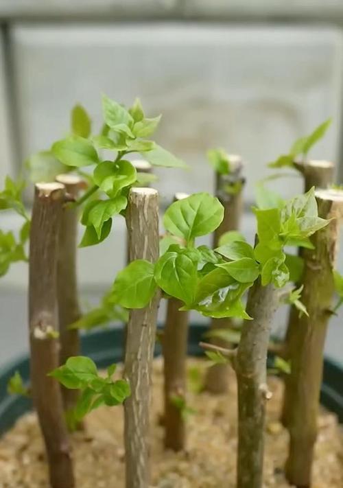 扦插的花卉有哪些？它们的繁殖成功率和技巧是什么？