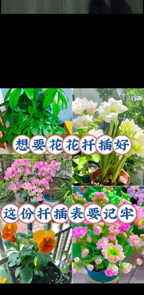 扦插的花卉有哪些？它们的繁殖成功率和技巧是什么？