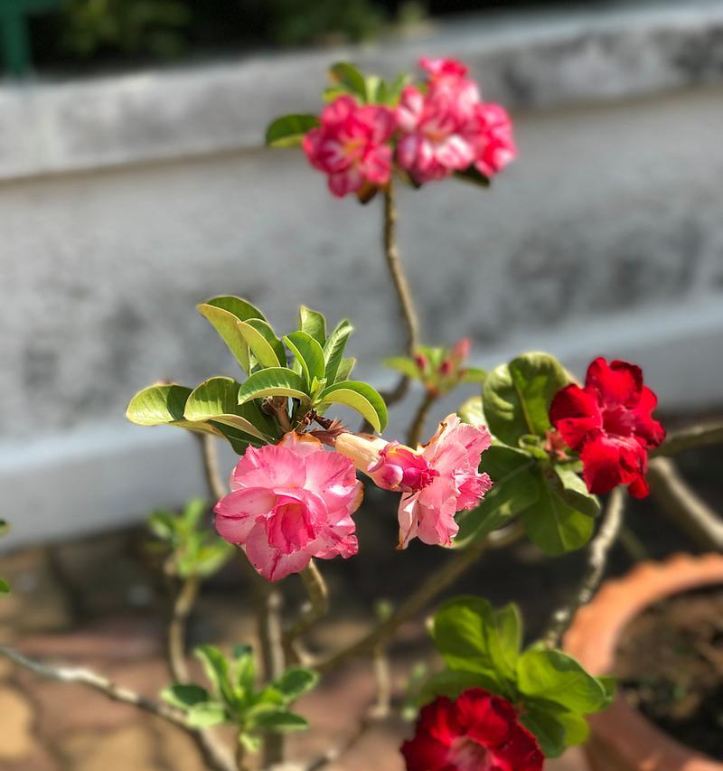 扦插的花卉有哪些？它们的繁殖成功率和技巧是什么？