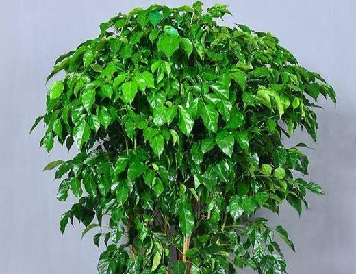 幸福树摆放位置有何讲究？怎样摆放更有利于生长？